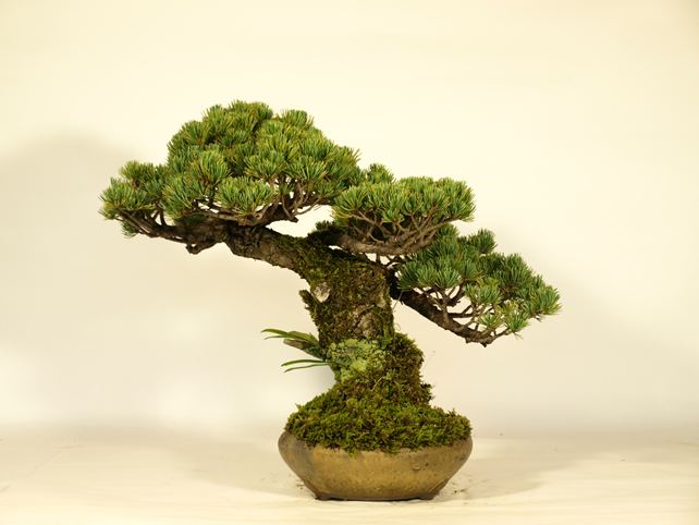 五葉松盆栽 斜幹 背面