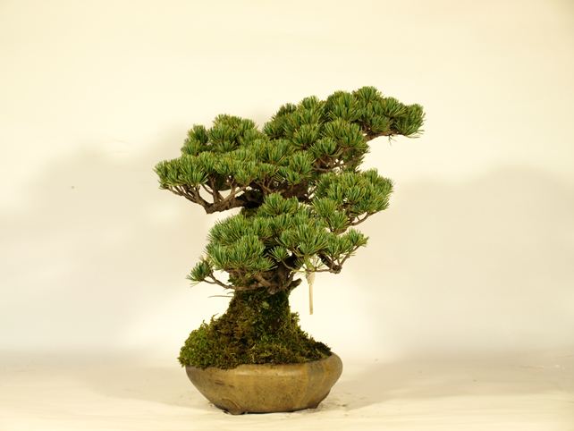 五葉松盆栽 斜幹 左面