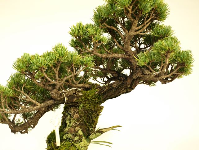 五葉松盆栽 斜幹 枝周り