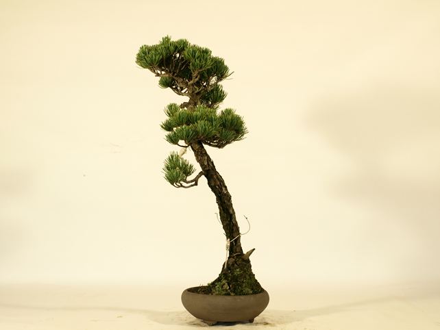 五葉松盆栽 文人 右面