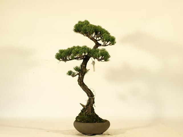 五葉松盆栽 文人 背面