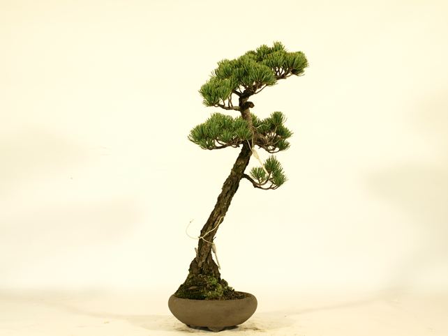 五葉松盆栽 文人 左面