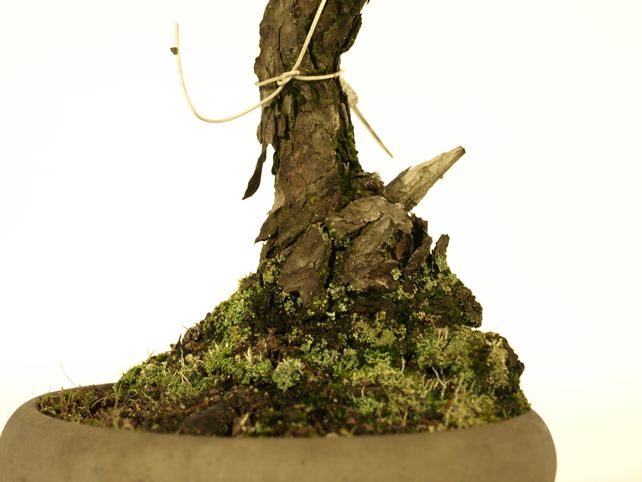 五葉松盆栽 文人 根元拡大