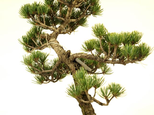 五葉松盆栽 文人 枝周り