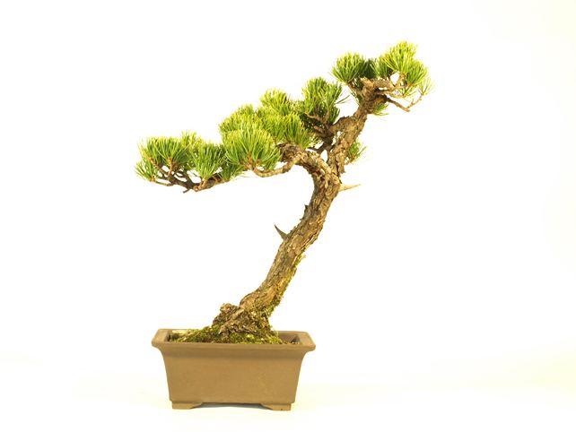 五葉松盆栽 斜幹 背面