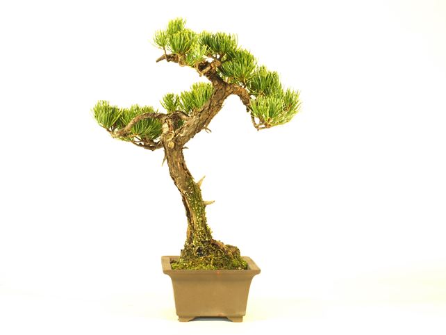 五葉松盆栽 斜幹 左面
