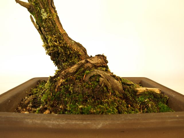 五葉松盆栽 斜幹 根元拡大