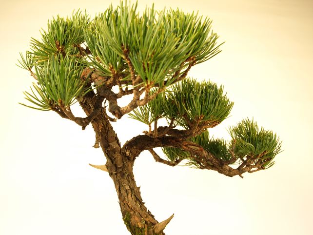 五葉松盆栽 斜幹 枝周り