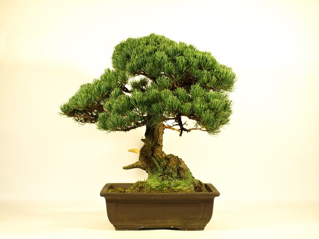 五葉松盆栽 模様木 背面