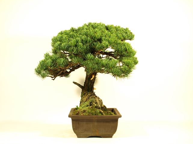 五葉松盆栽 模様木 左面