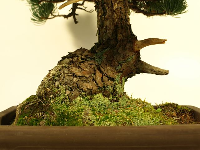 五葉松盆栽 模様木 根元拡大