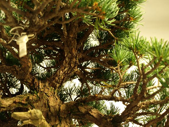 五葉松盆栽 模様木 枝周り