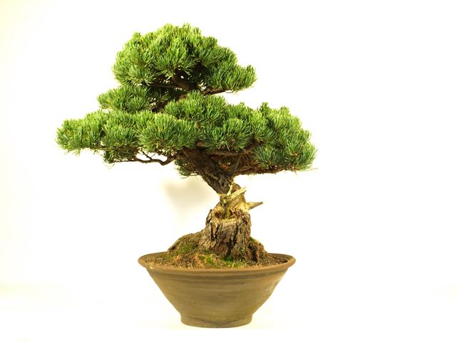 五葉松盆栽 模様木 右面
