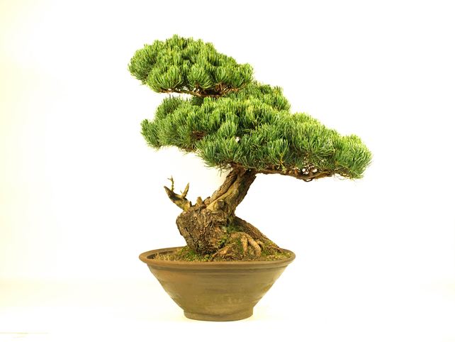 五葉松盆栽 模様木 背面