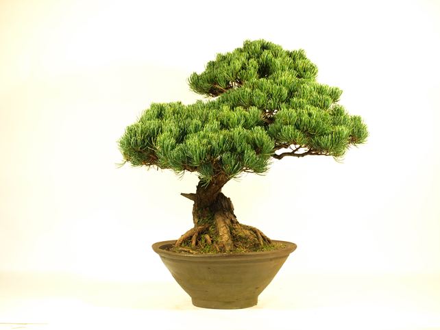 五葉松盆栽 模様木 左面