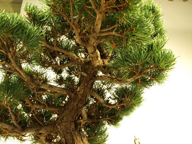 五葉松盆栽 模様木 枝周り