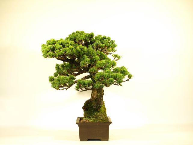 五葉松盆栽 双幹 右面