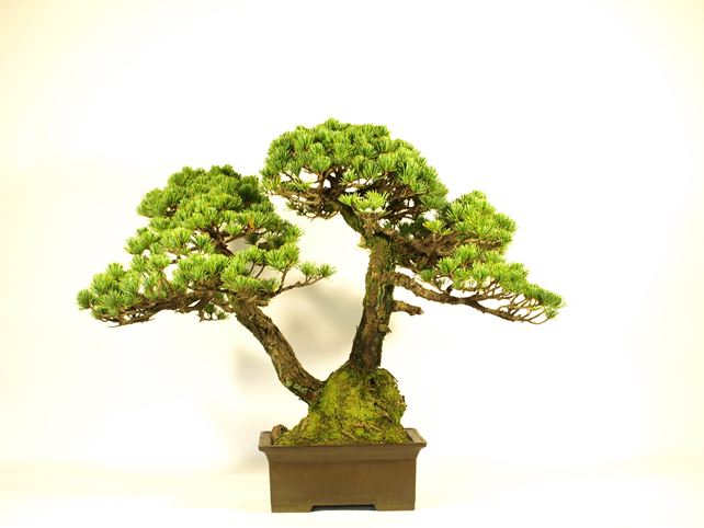 五葉松盆栽 双幹 背面