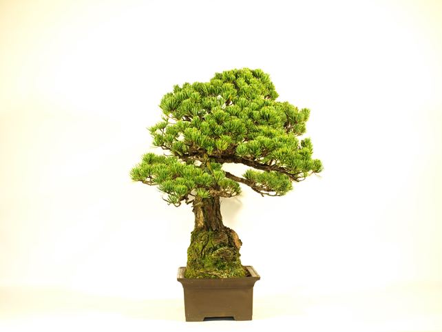 五葉松盆栽 双幹 左面