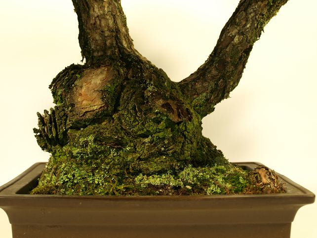 五葉松盆栽 双幹 根元拡大