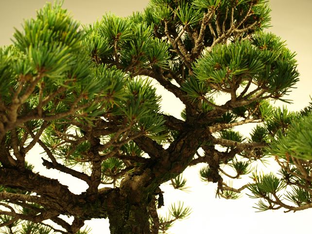 五葉松盆栽 双幹 枝周り