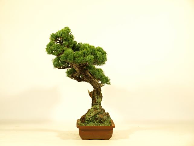 五葉松盆栽 文人 右面