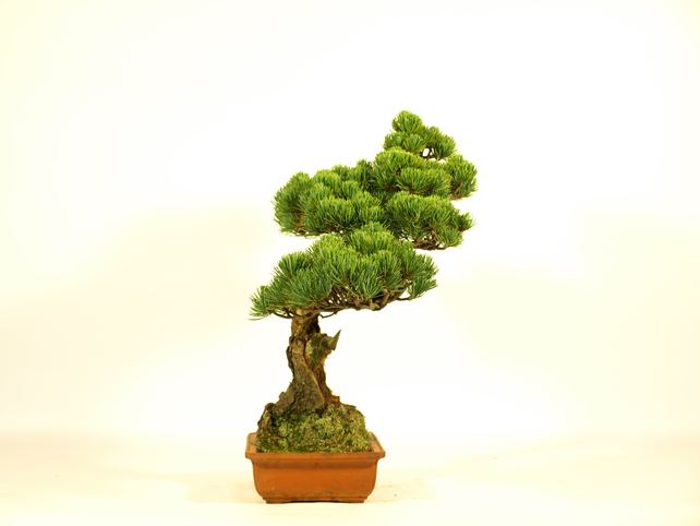 五葉松盆栽 文人 左面