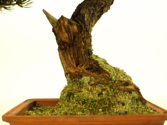 五葉松盆栽 文人 根元拡大