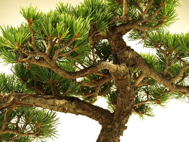 五葉松盆栽 文人 枝周り