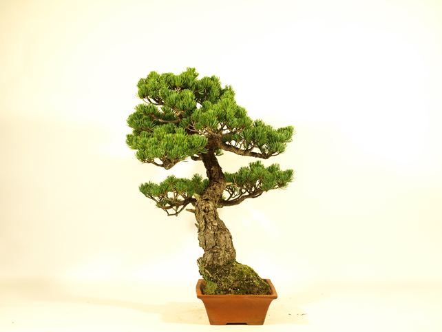 五葉松盆栽 模様木 右面