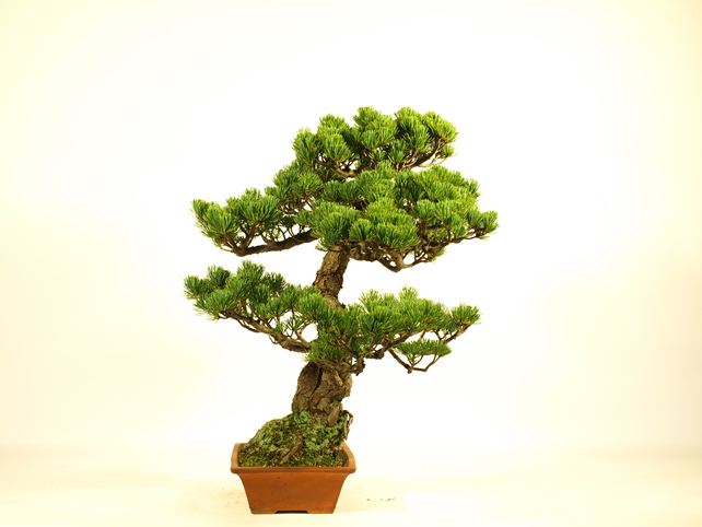 五葉松盆栽 模様木 左面