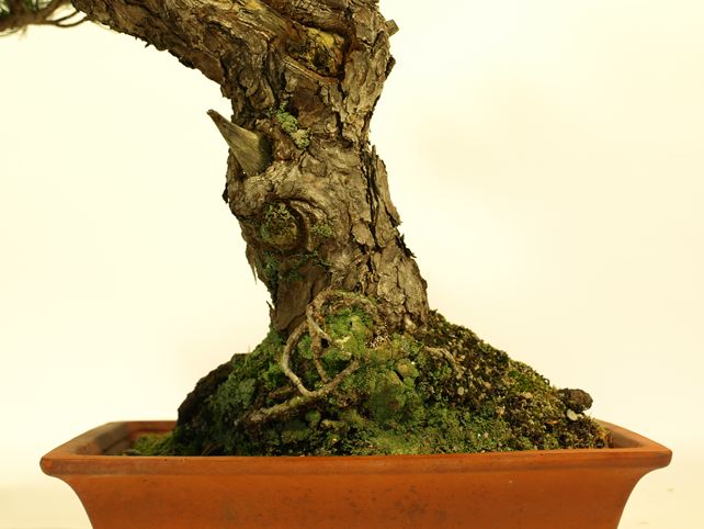 五葉松盆栽 模様木 根元拡大