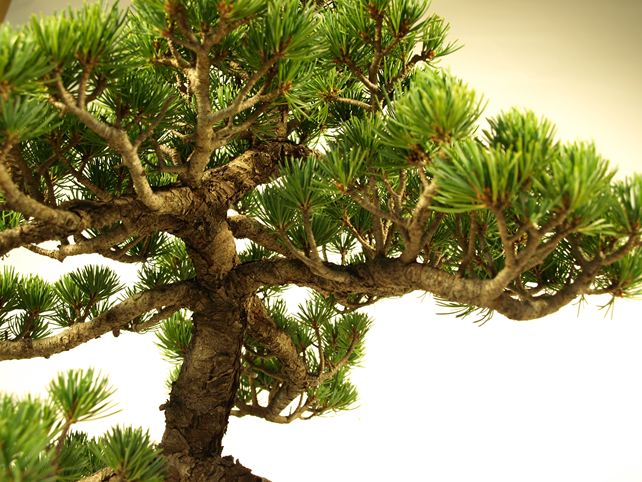 五葉松盆栽 模様木 枝周り