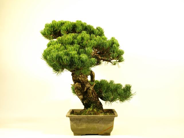 五葉松盆栽 模様木 右面
