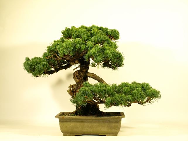 五葉松盆栽 模様木 背面