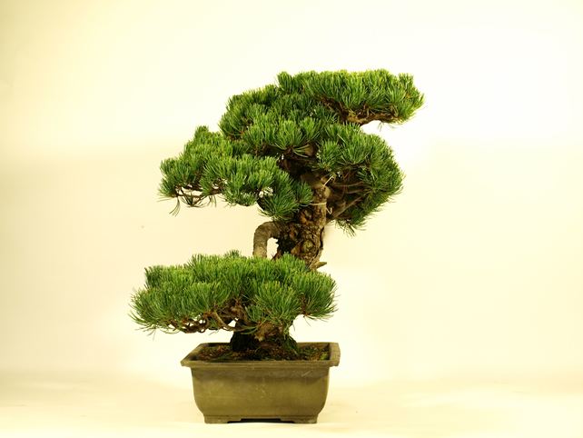 五葉松盆栽 模様木 左面