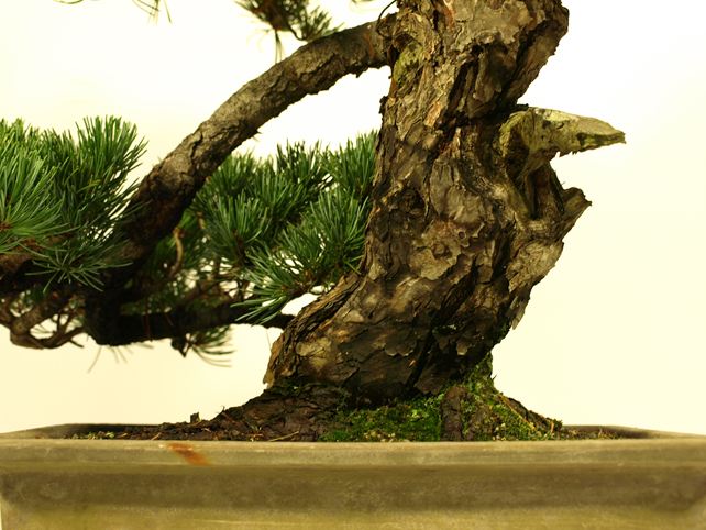 五葉松盆栽 模様木 根元拡大