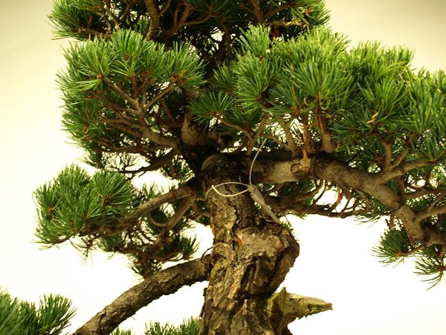 五葉松盆栽 模様木 枝周り