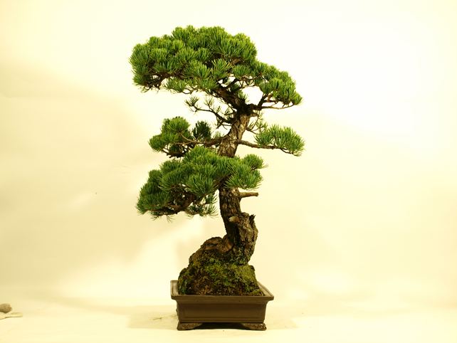 五葉松盆栽 模様木 右面