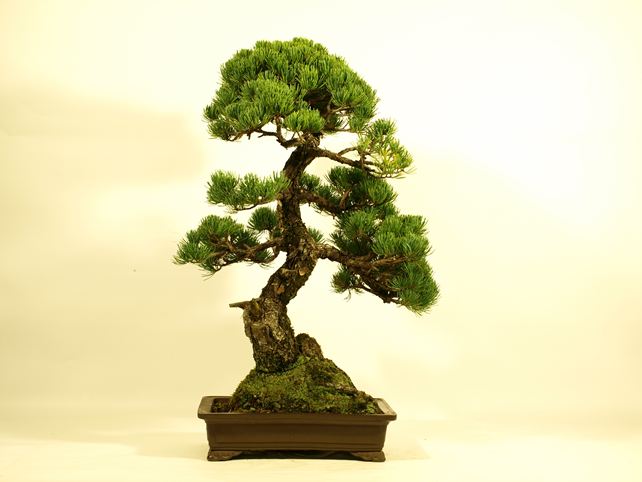 五葉松盆栽 模様木 背面