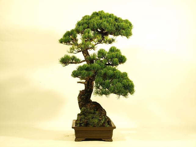 五葉松盆栽 模様木 左面