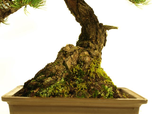 五葉松盆栽 模様木 根元拡大