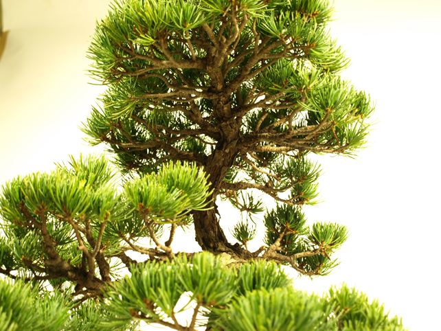 五葉松盆栽 模様木 枝周り