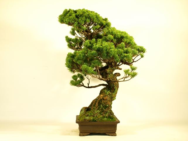 五葉松盆栽 模様木 右面