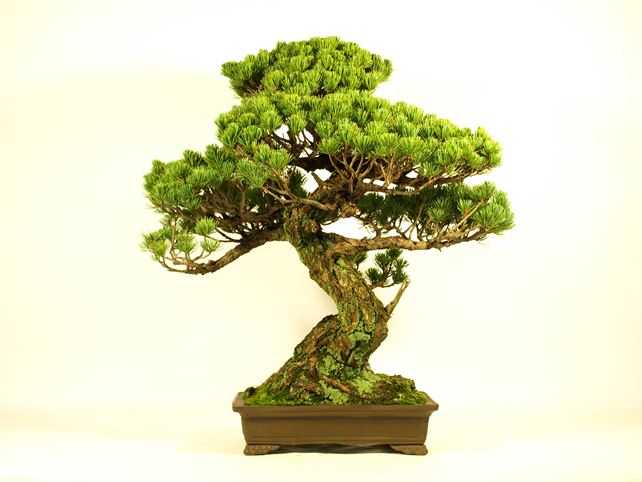 五葉松盆栽 模様木 背面