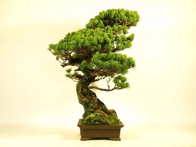 五葉松盆栽 模様木 左面