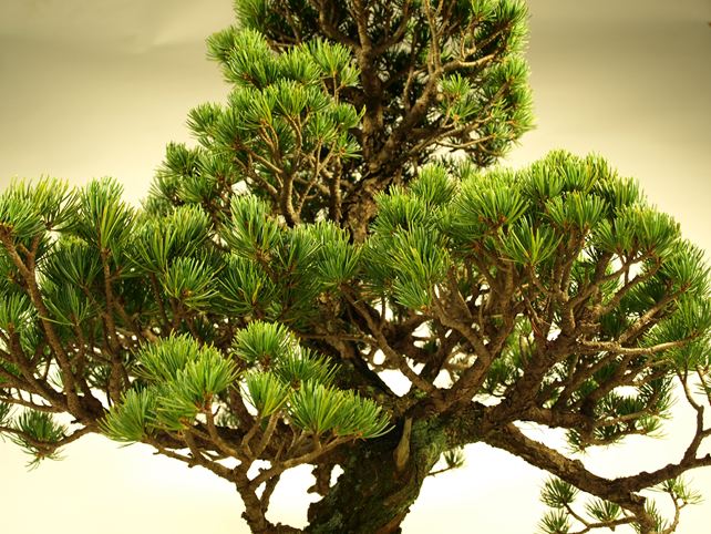 五葉松盆栽 模様木 枝周り