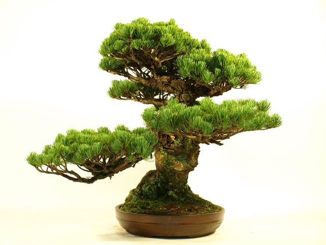五葉松盆栽 模様木 右面