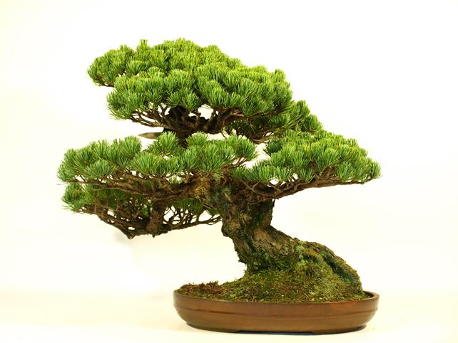 五葉松盆栽 模様木 背面