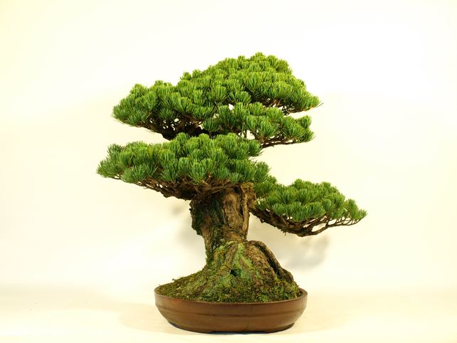 五葉松盆栽 模様木 左面